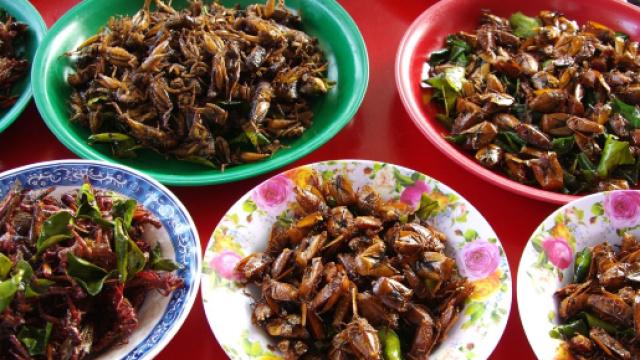 Il cenone del Capodanno italiano 2018 secondo la Coldiretti sar&agrave; fatto di 'manicaretti' a base di insetti. Sar&agrave; vero?