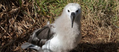 Juvenile yellow-nosed albatross. [Image credit &ndash; Brian Gratwicke, Wikimedia Commons]
