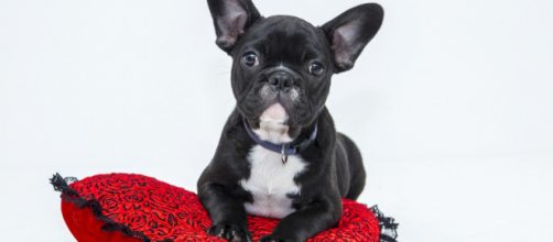 Our sweetest spot of all may not be what you think. (Image vlaaitje Pixabay)