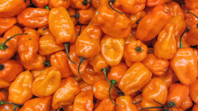 Peperoncino Habanero Orange Acquista Online - fruttaweb.com