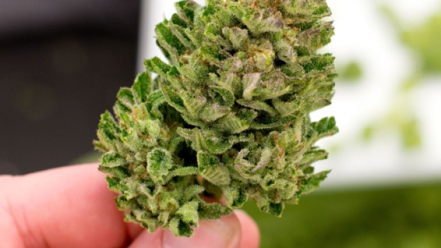 Bambino di 7 anni ricoverato per intossicazione da cannabis.