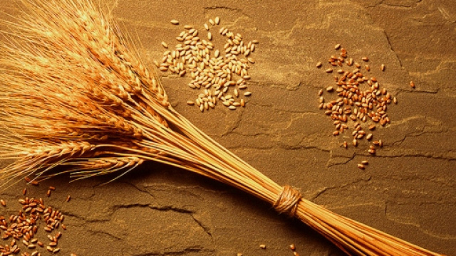 La sensibilit&agrave; al grano non celiaca pu&ograve; dipendere non solo dal glutine, ma da altri fattori.