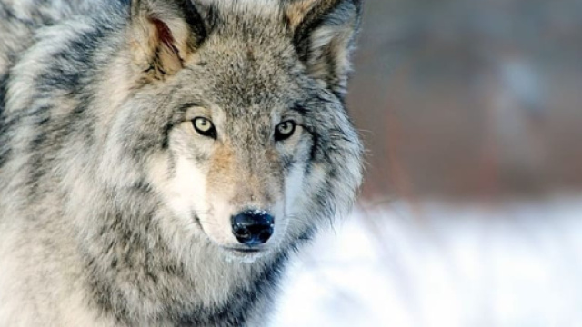 Piano Lupo, WWF a Ministero e Regioni: "L'abbattimento non &egrave; la ... - veronasera.it