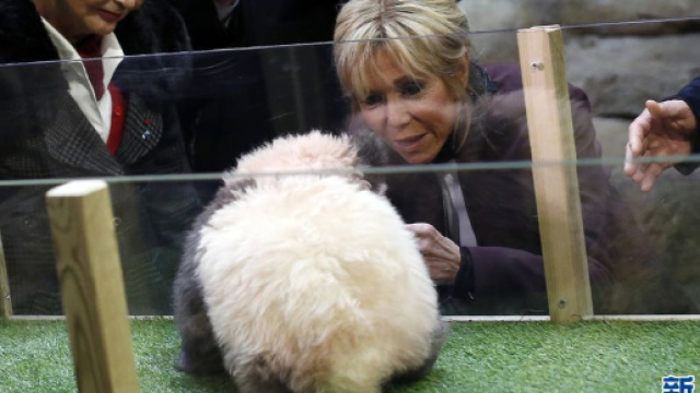 premier b&eacute;b&eacute; panda n&eacute; en France baptis&eacute; Yuan Meng - com.cn