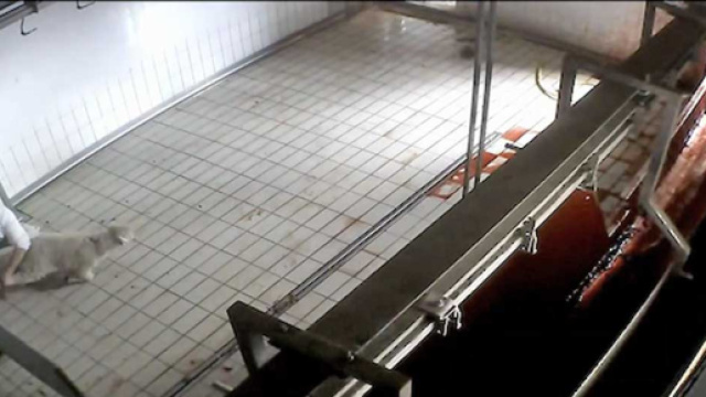 Un frame del video rubato dal mattatoio di Viterbo e reso noto da Animal Equality Italia.