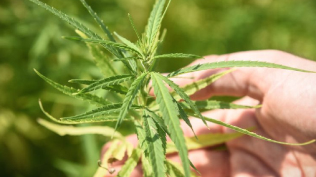 A Rimini il primo store che vende cannabis legale