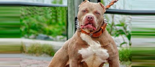Pitbull s&oacute; parou ataque com chegada do av&ocirc; da crian&ccedil;a