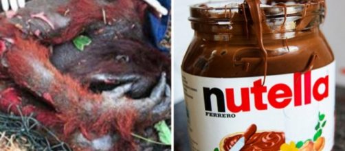 Produ&ccedil;&atilde;o de Nutella estaria causando destrui&ccedil;&atilde;o e morte de animais em ilhas de Sumatra e Born&eacute;u