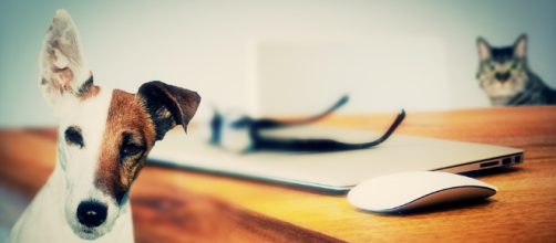 Scientists prove cats take the back seat when it comes to intelligence, as compared to dogs. - [Image credit: Pixabay/CC0]