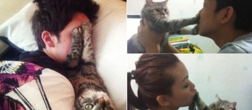 Funny cat memes. Image Credit: Blasting News