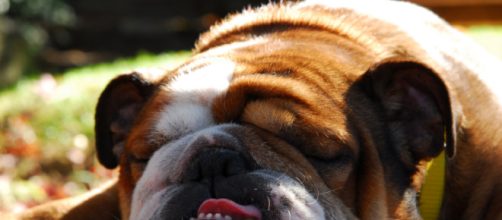 The ABC - Angry Bulldog Column - Image credit - sabianmaggy | Flickr