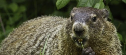 Groundhog Day | Pixabay/skeeze