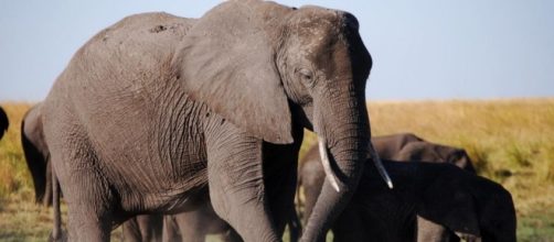 Sixth Sense Sees Elephant Refugees Flee To Last Stronghold in ... - wordpress.com