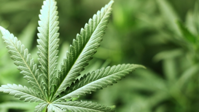 Cannabis, birmano condannato a morte