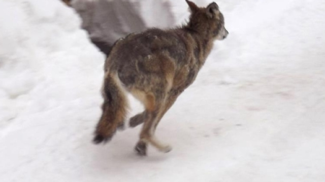 CENTROABRUZZONEWS: LUPI ALLE PORTE DI SULMONA, CITTADINI ... - blogspot.com