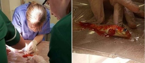 Bob, o peixinho dourado sendo operado de um tumor na nadadeira