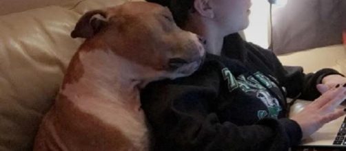 Photo taken from Iheartdogs.org