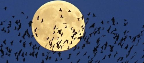 Triple treat: Eclipse, comet, full moon all coming Friday night / Photo from 'USA Today' - usatoday.com