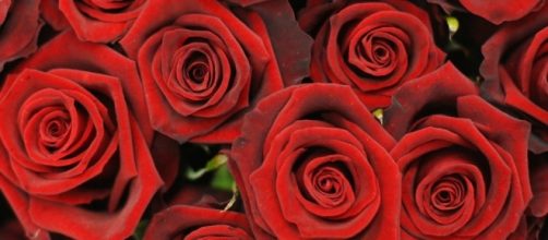 Who Is Vanessa Grimaldi Of ABC's 'The Bachelor' 2017' Season With ... - inquisitr.com