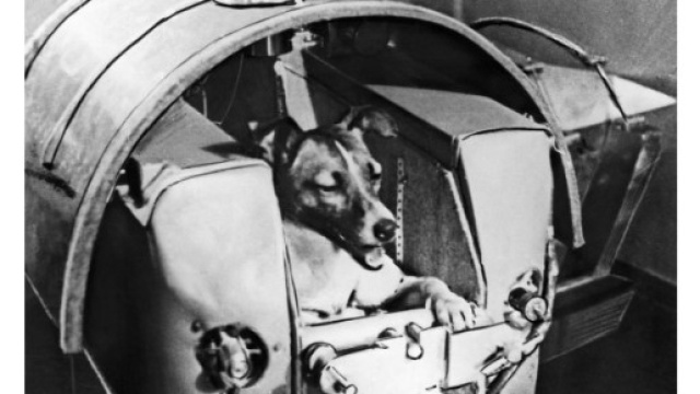 Tutta la sofferenza in un dossier - LifeGate