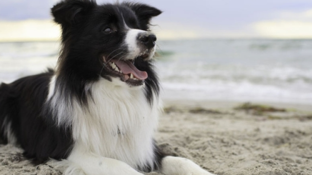 I campioni dell'intelligenza funzionale - bamzum.com