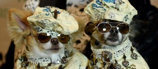 2017 New York Pet Fashion Show images | Daily Mail Online - dailymail.co.uk