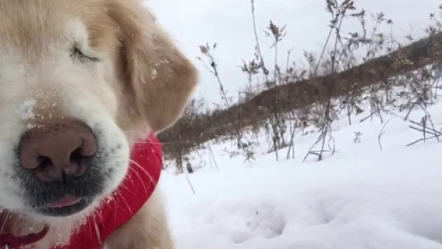 Smiley, il cane che ha commosso il web