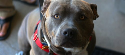 Lafourche Parish Considers Requiring Special Permits For Pit Bull ... - wwno.org