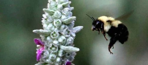 The rusty patched bumblebee. Steve Evans, Wikimedia Commons