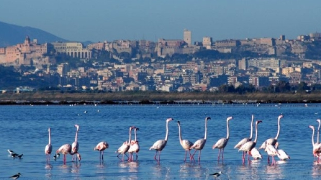 Fenicotteri rosa nel Parco Molentargius Saline.