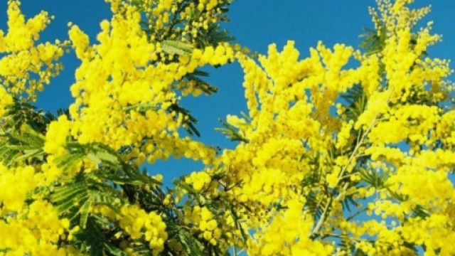 Ecco come sopravvivere alla Festa della Donna