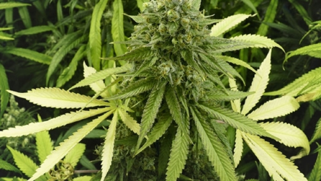 Coltivazioni di canapa per bonifica ambientale (Fotolia)