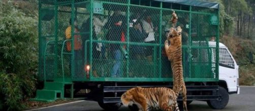 En este parque de China parad&oacute;jicamente son las personas las que est&aacute;n cautivas.