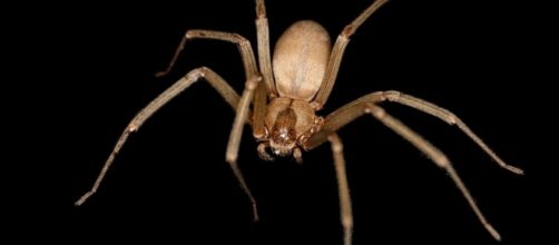 Thе brown rесluѕе or vіоlіn ѕріdеr, Wikipedia