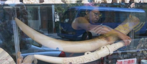 WildAid on Twitter: "BREAKING NEWS: #China announced today that ... - twitter.com