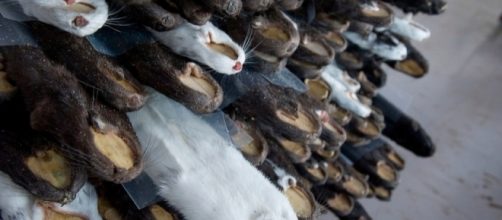 Minks raised to produce furs in China | Hong Kong Photographer ... - photoshelter.com