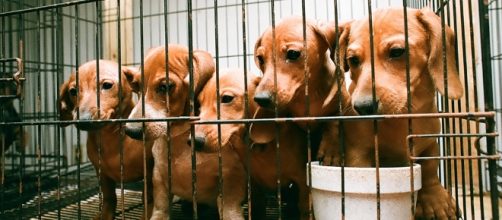 Puppy Mills | ASPCA - aspca.org