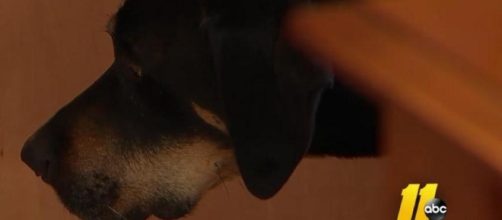 Watch: Woman's insurance canceled when company misidentifies ... - upi.com