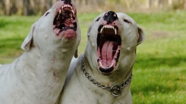 Bimbo azzannato dal dogo argentino, madre condannata