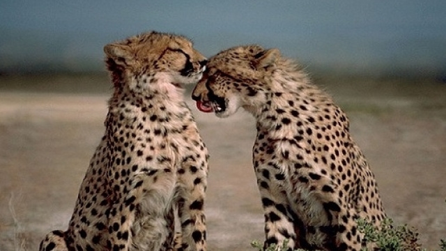 Lisa Kytsaho: la ragazza che 'sussurrava' ai ghepardi