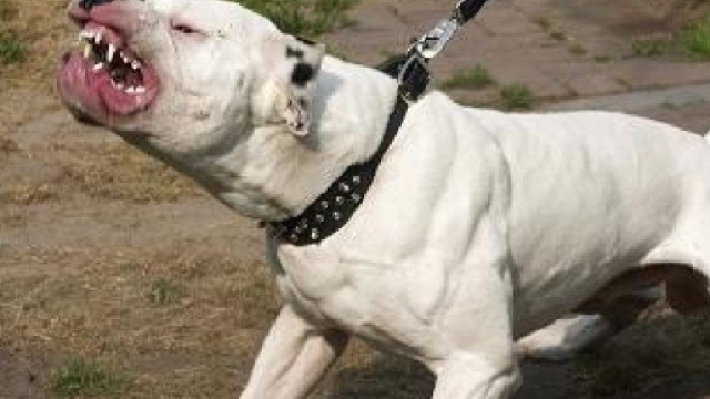 Pitbull azzannano due bimbe a Olgiate Olona