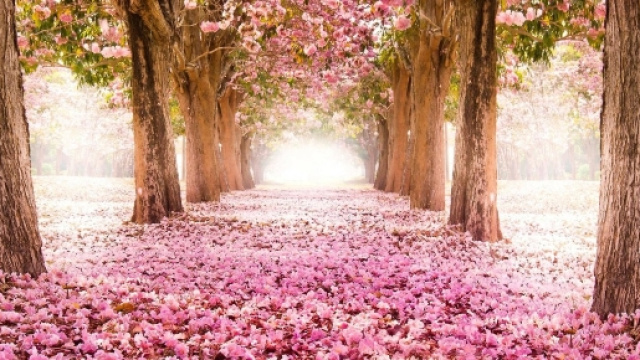 Previsioni meteo marzo 2017: primavera alle porte?