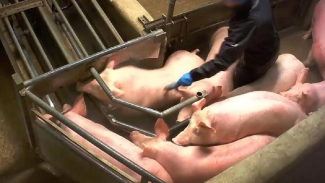 VIDEOS. L 214 d&eacute;voile des images choc de l'abattoir porcin de ... - leparisien.fr