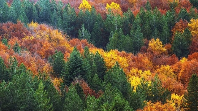 Il gioco di colori degli alberi