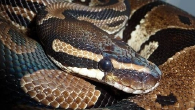 Nel locale inglese con un pitone sul polso