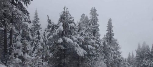 Hope Valley Snow | Original/Jenna Nellis