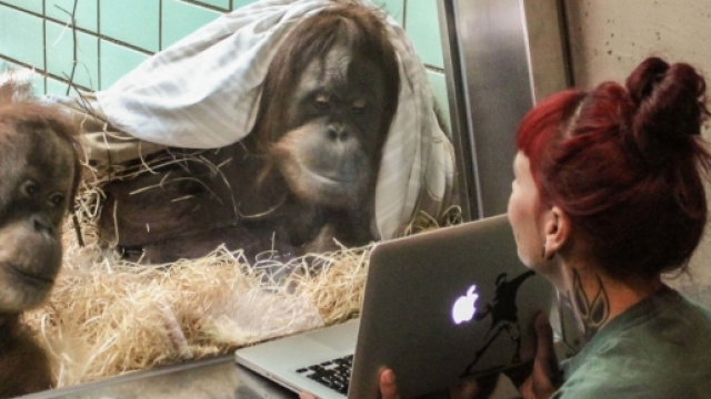 Conny e Singa due orangotango femmina guardano foto al pc di potenziali compagni Foto Wilhelma zoo