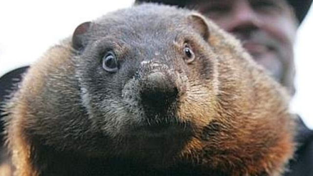 &Egrave; il Giorno della Marmotta. Cio&egrave;? - Bergamo Post - bergamopost.it