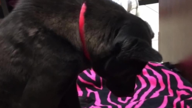 Harriet, la cagnolina salvata dalla fabbrica di carne.