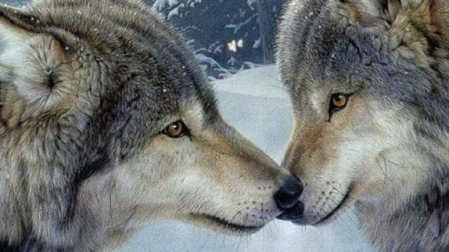 Il lupo &egrave; tornato in Valle, gli esperti spiegano perch&egrave; ... - valledaostaglocal.it